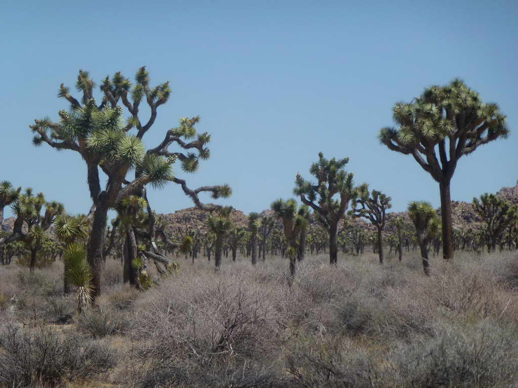Joshua Tree National Park
